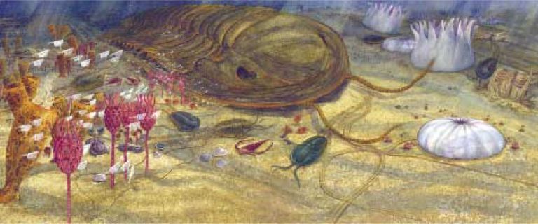 Colour image of plants, shells and sea animals