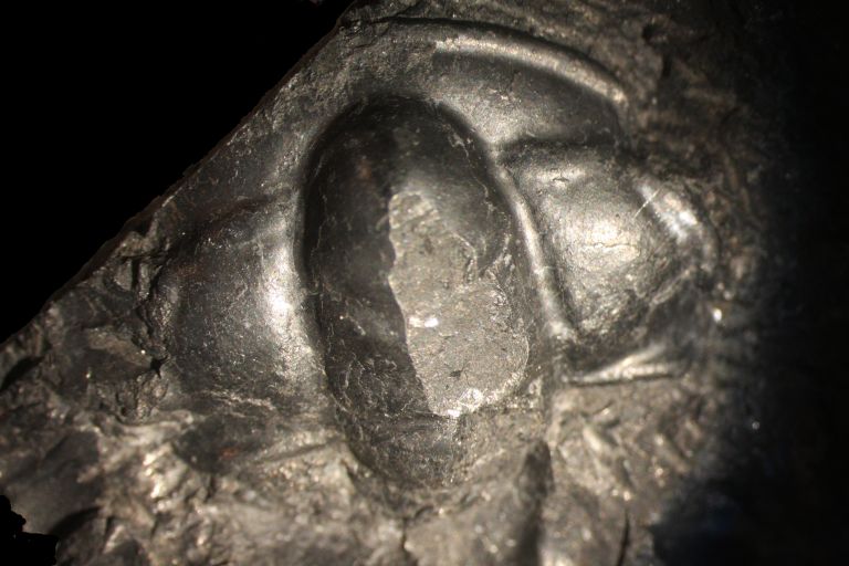 Colour image of black rock with three fossilized bumps