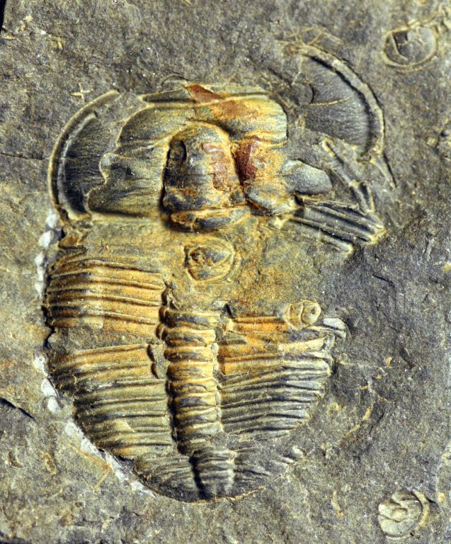 Colour image of fossilized animal with hard shell stripes