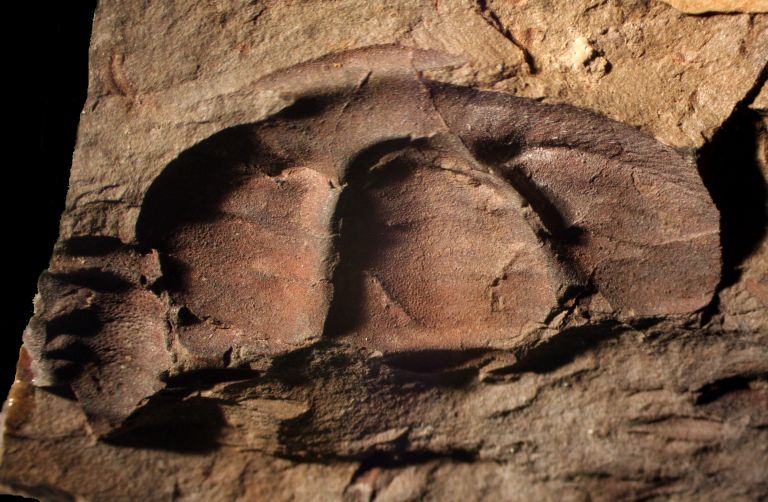 Image couleur de roche brune avec trois bosses fossilisées