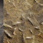 Image couleur de roche brune avec une multitude de petites baguettes
