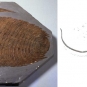 Double image couleur : animal fossilisé avec coquille striée et dessin de l'animal