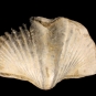 Colour image of light brown rock in shape of a fan or clamshell with vertical striping