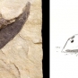 Double colour image of brown rock with fossilized fish head and drawing of fish