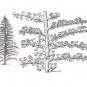 Triple colour image of brown rocks with fossilized, tree-like plants and drawing of plant in center