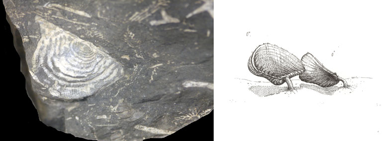 Double image couleur : roche brune avec queue fossilisée jaune et dessin de l’animal