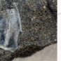 Double colour image of gray specked rock with fossilized section of a shrimp and drawing of animal in life