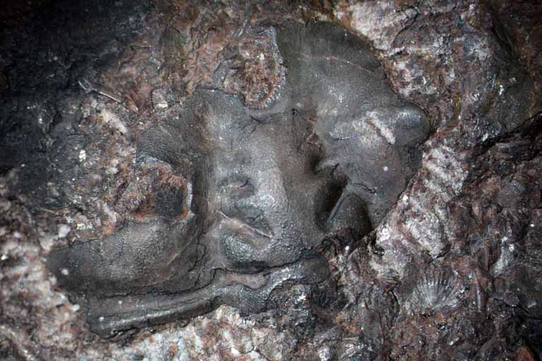Image couleur de roche brune avec trois bosses fossilisées