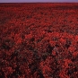Photographie couleur d’un champ de végétaux rouges