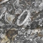 Photographie couleur d’un gros bloc de roche grise portant des cercles blancs