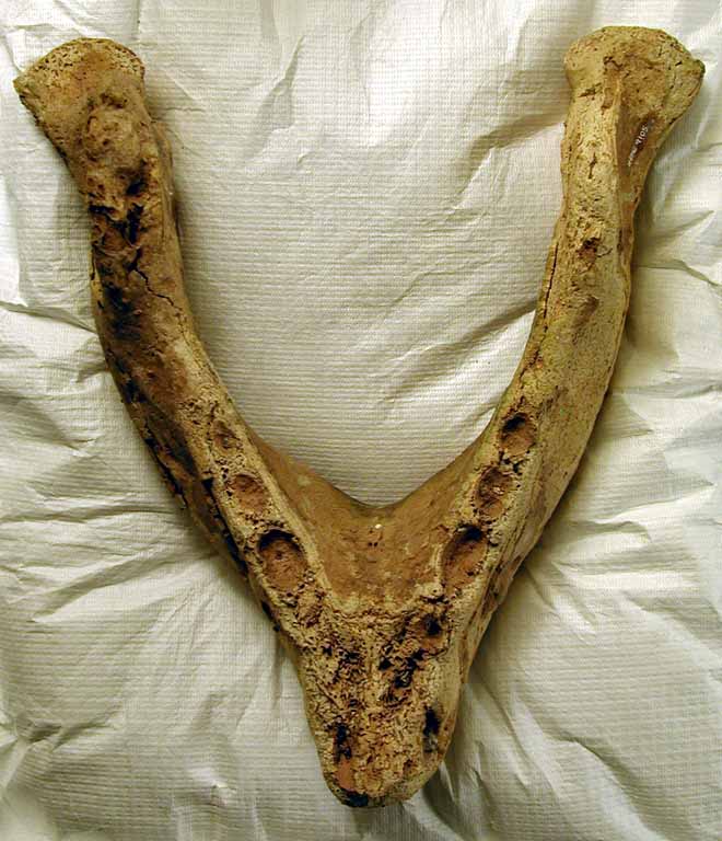 Colour photograph of brown bones from a walrus jaw