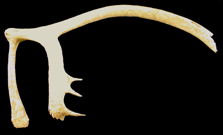 Colour image of a white bone antler 