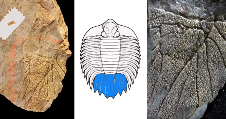 Colour triple image of brown rock with strips, drawing of animal with horizontal stripes in the center, and close up of brown striped rock