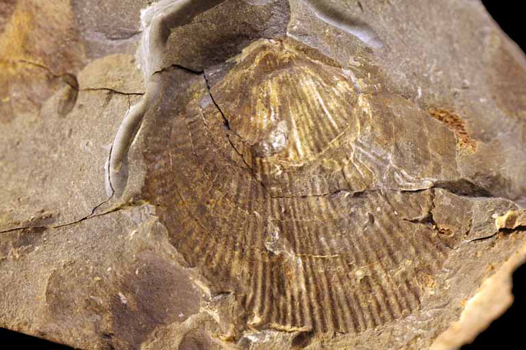 Colour image of rock with brown and yellow fossilized shell
