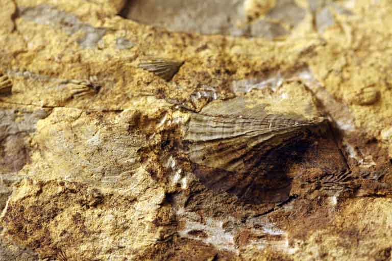 Colour image of rock with brown, yellow and white fossilized shell