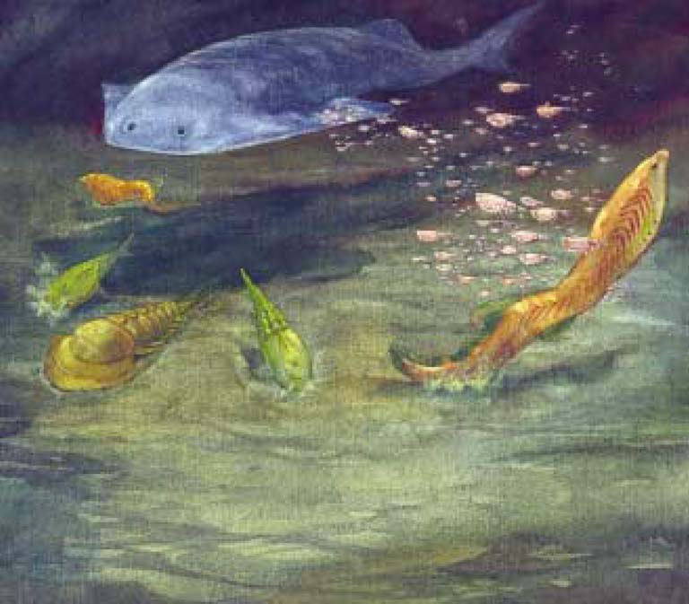Image couleur d'eau et de poisson coloré