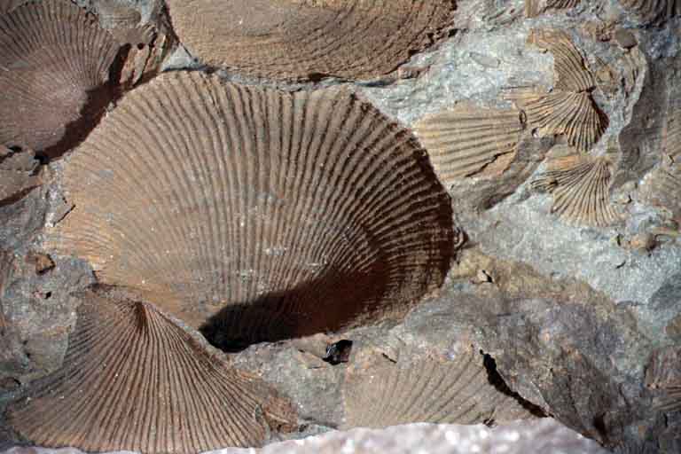 Image couleur de roche avec coquillage fossilisé de couleur brune