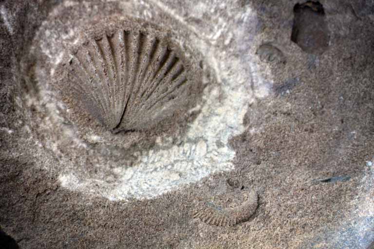 Image couleur de roche avec coquillage fossilisé de couleur brune et blanc