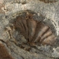 Image couleur de roche avec coquillage fossilisé de couleur brune et gris