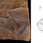Double image couleur : roche brune avec écailles de poisson fossilisées et dessin de poisson
