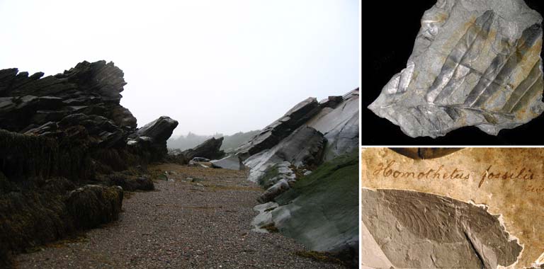 Triple colour image of angled black rocks, a gray plant fossil and a brown insect fossil